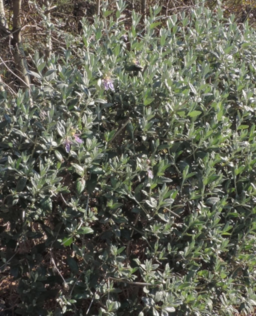 Cespuglio verde e compatto:  Teucrium fruticans (Lamiaceae)